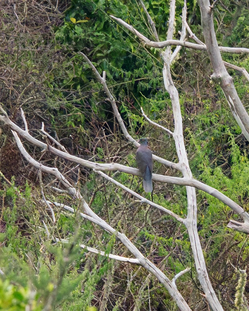 Laurel Pigeon - ML644915521