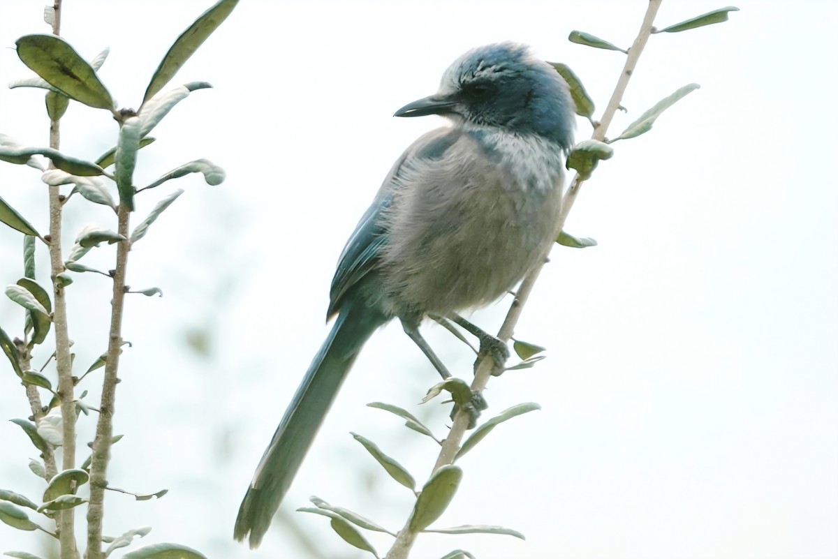 Florida Scrub-Jay - ML644915522