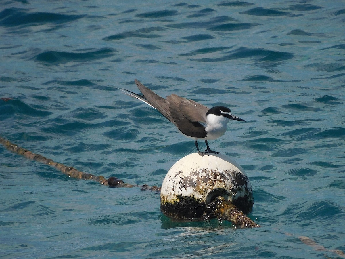 שחפית רסן - ML644915551