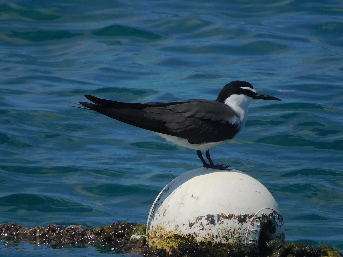 שחפית רסן - ML644915552