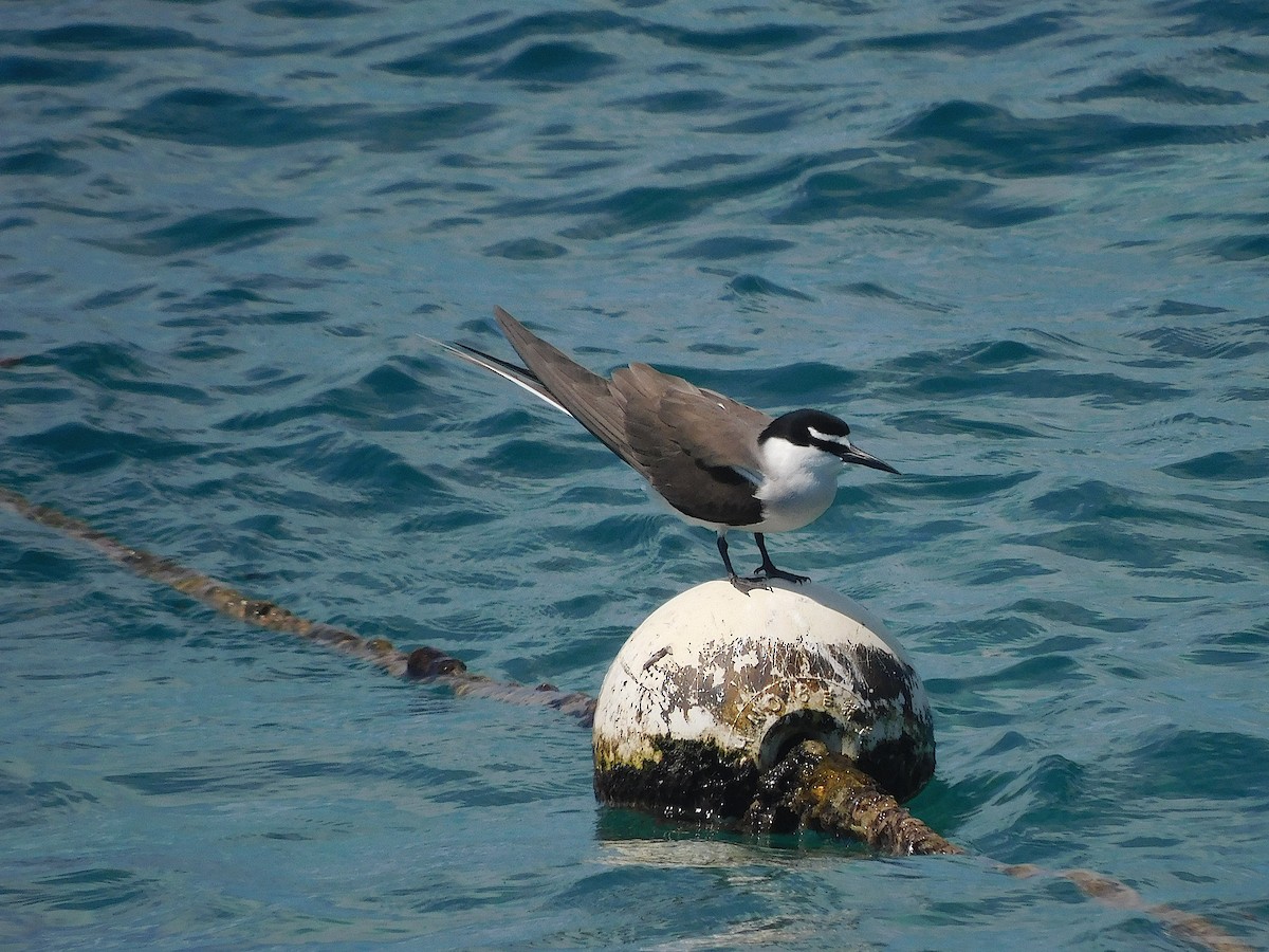שחפית רסן - ML644915553