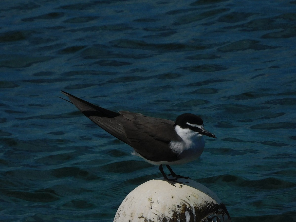 שחפית רסן - ML644915580