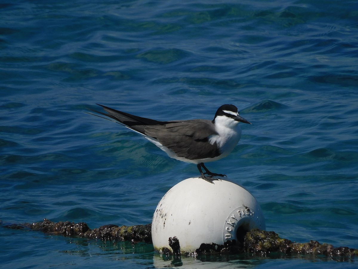 שחפית רסן - ML644915581