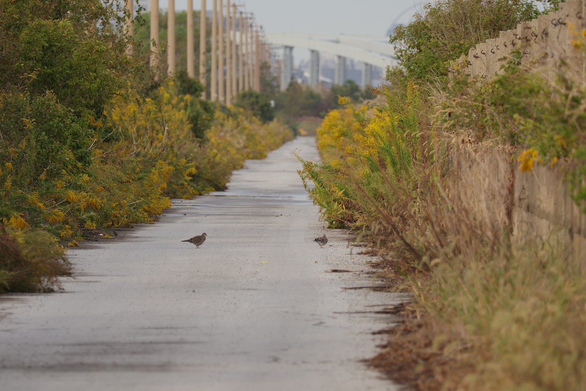 Oriental Turtle-Dove - ML644915607