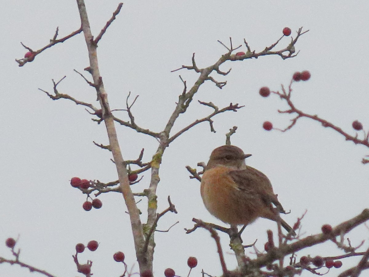 Taşkuşu - ML644915608