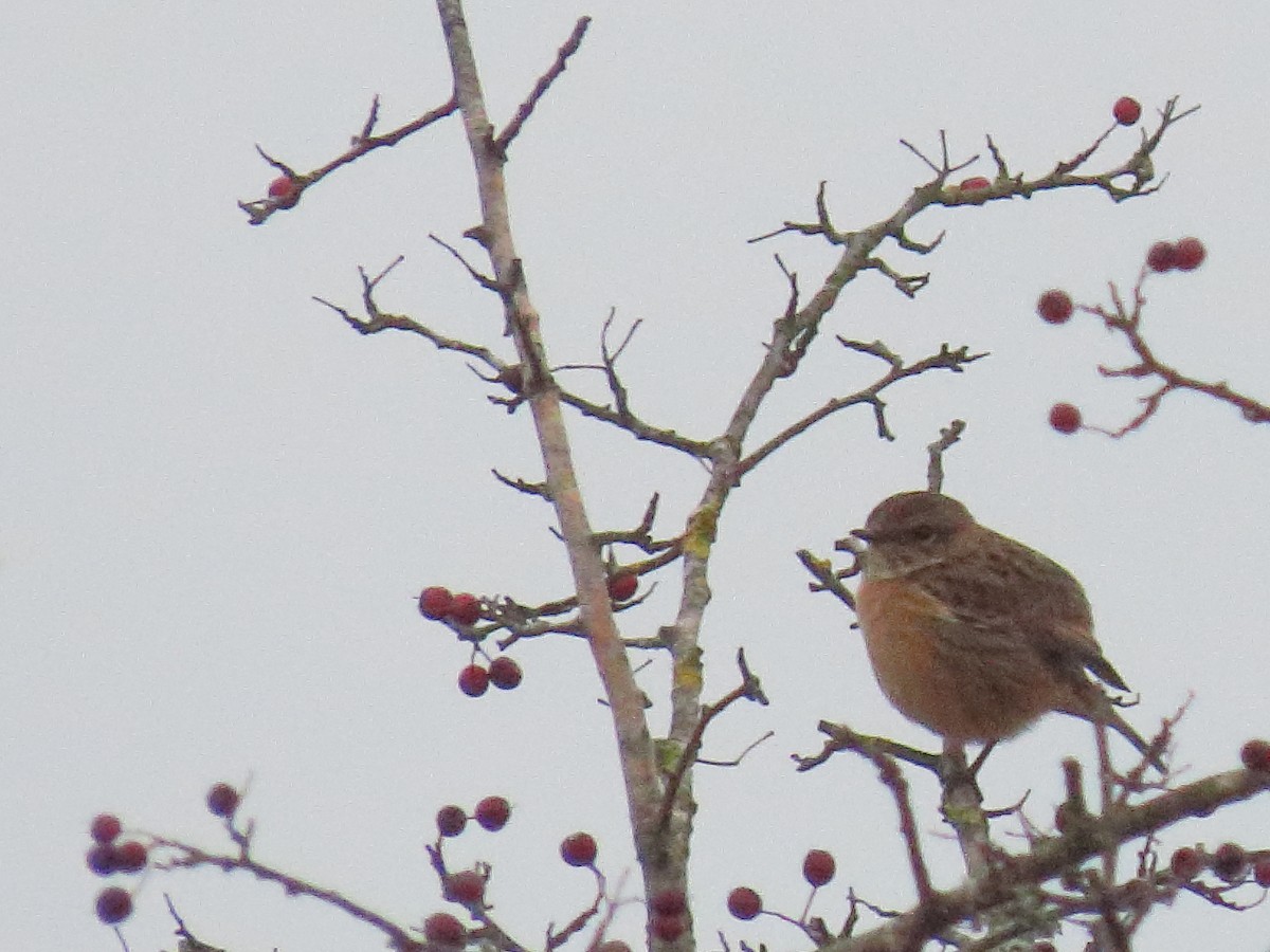 Taşkuşu - ML644915609