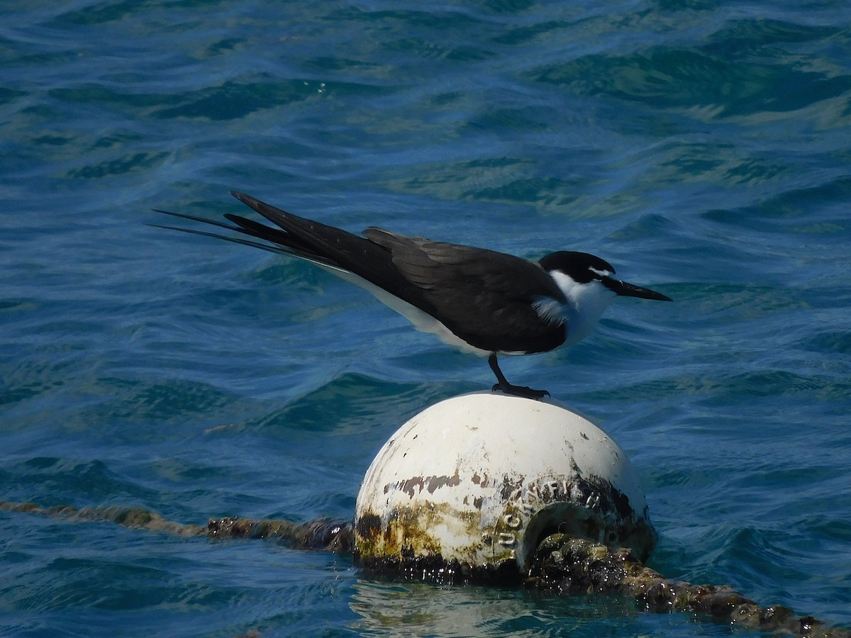 שחפית רסן - ML644915613