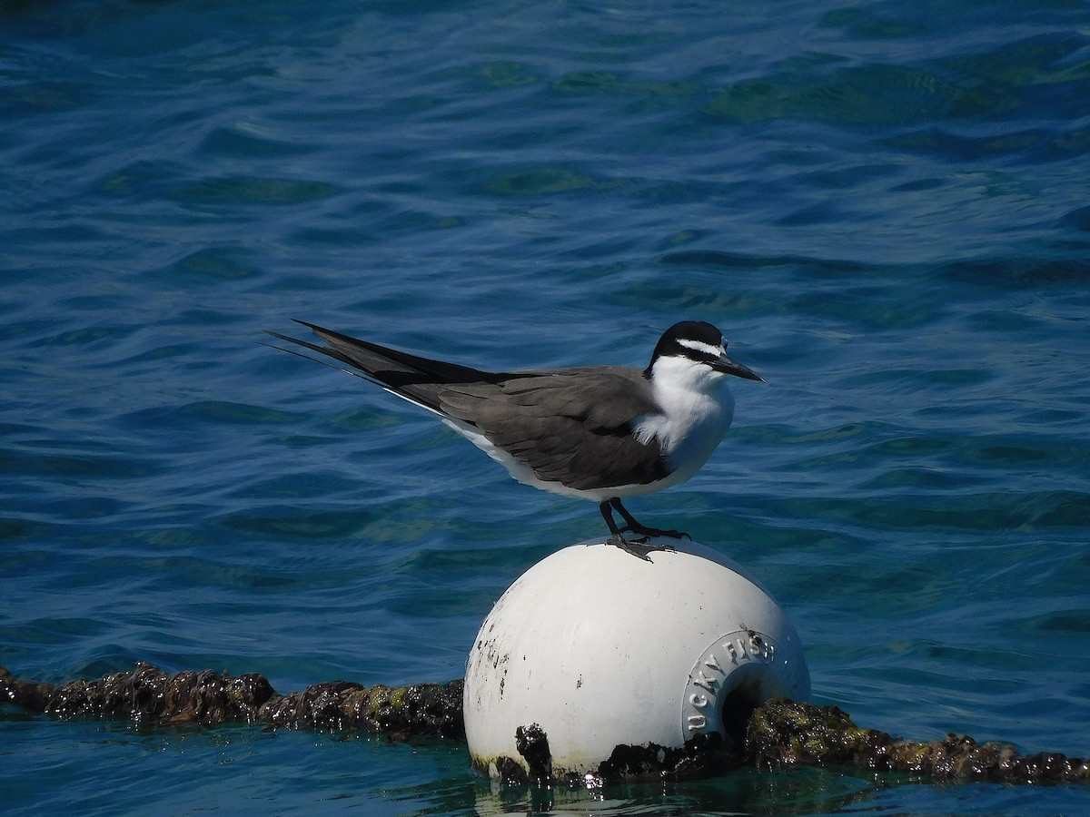 שחפית רסן - ML644915614