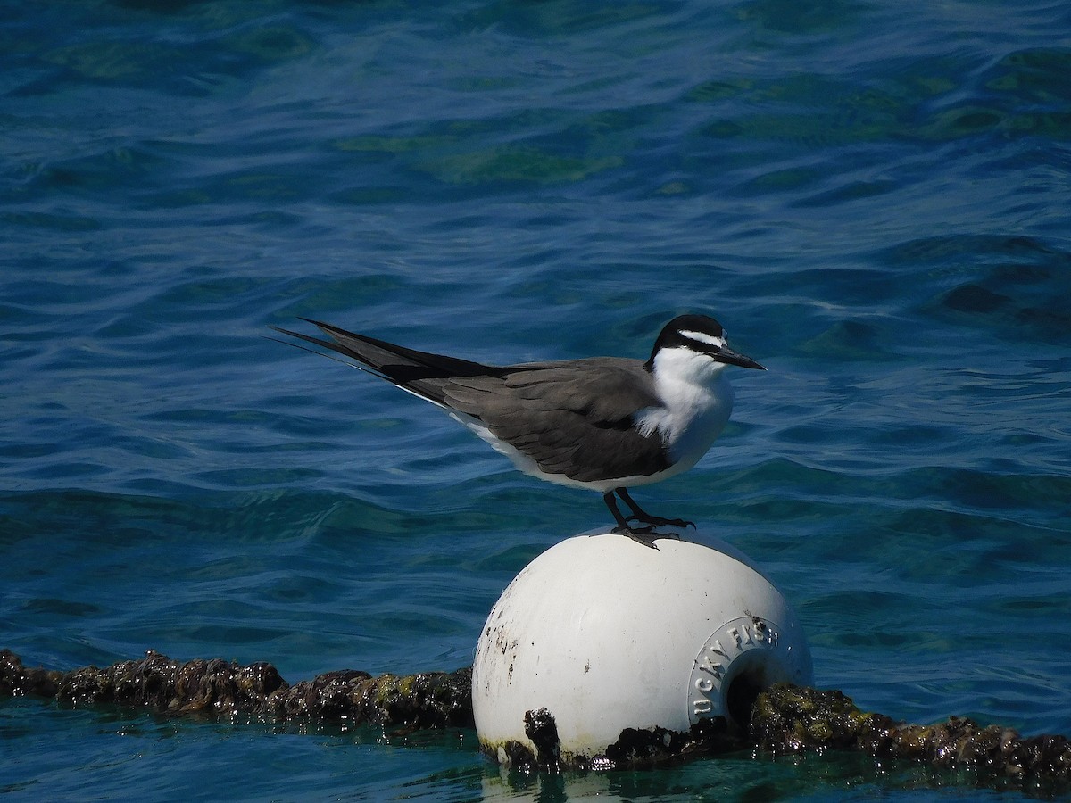 שחפית רסן - ML644915615
