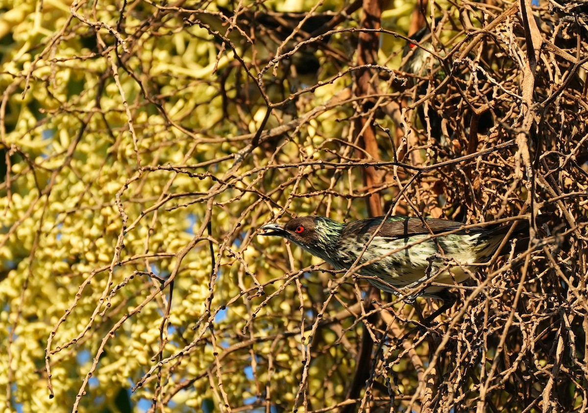 Metallic Starling - ML644915624