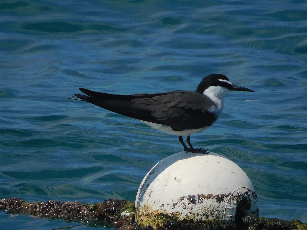שחפית רסן - ML644915631