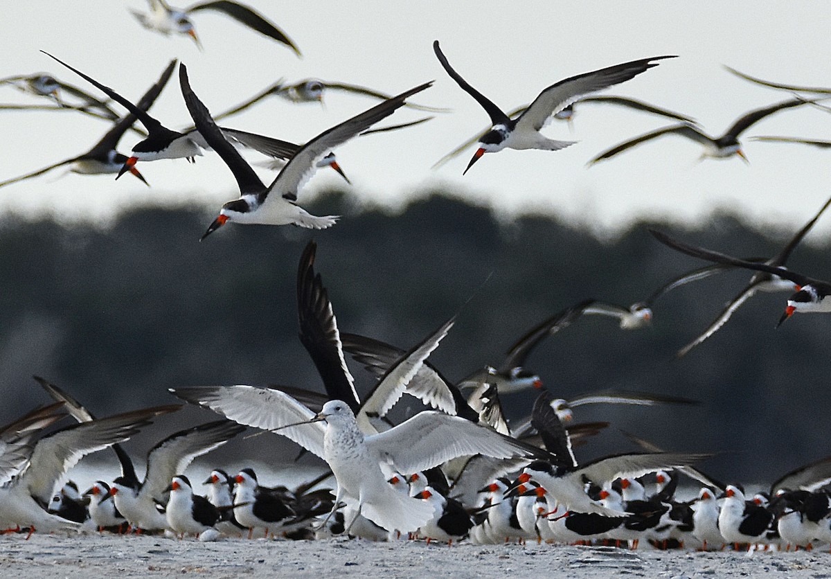 Gavina americana - ML644915634