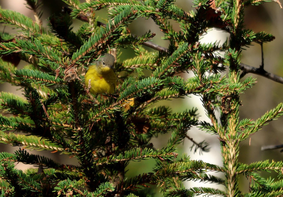 Magnolia Warbler - ML644915638