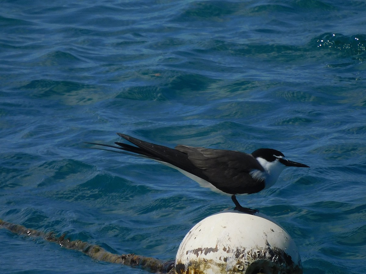שחפית רסן - ML644915645
