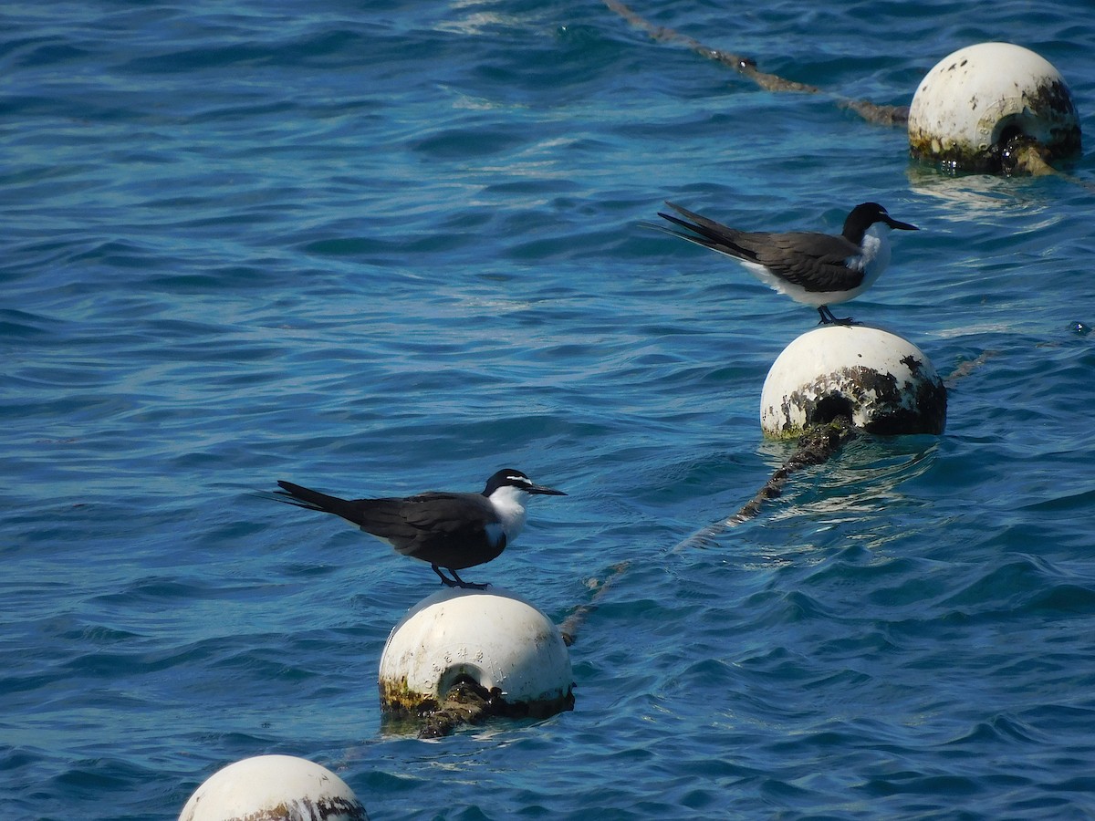 שחפית רסן - ML644915646