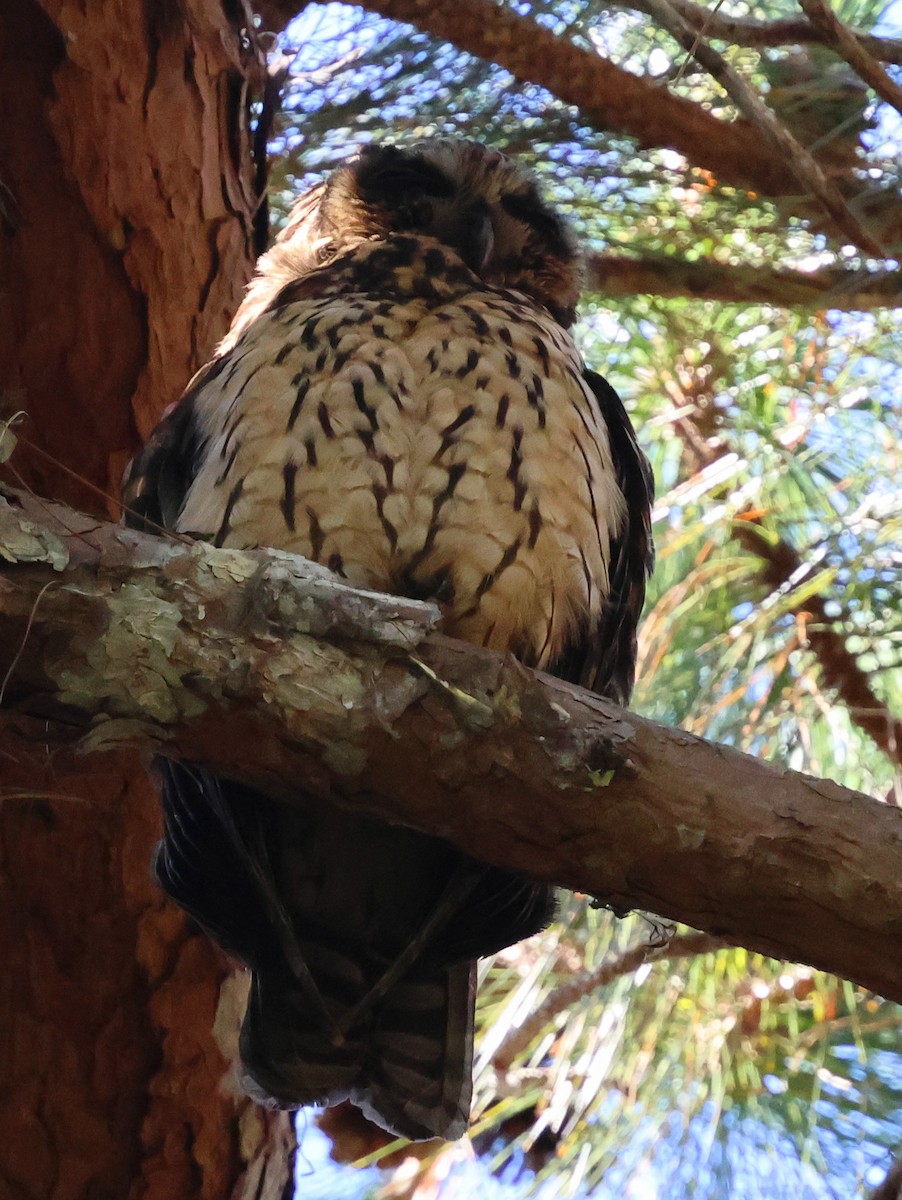 Madagascar Owl - ML644915654