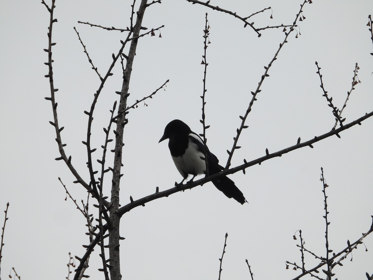 straka čínská - ML644915671