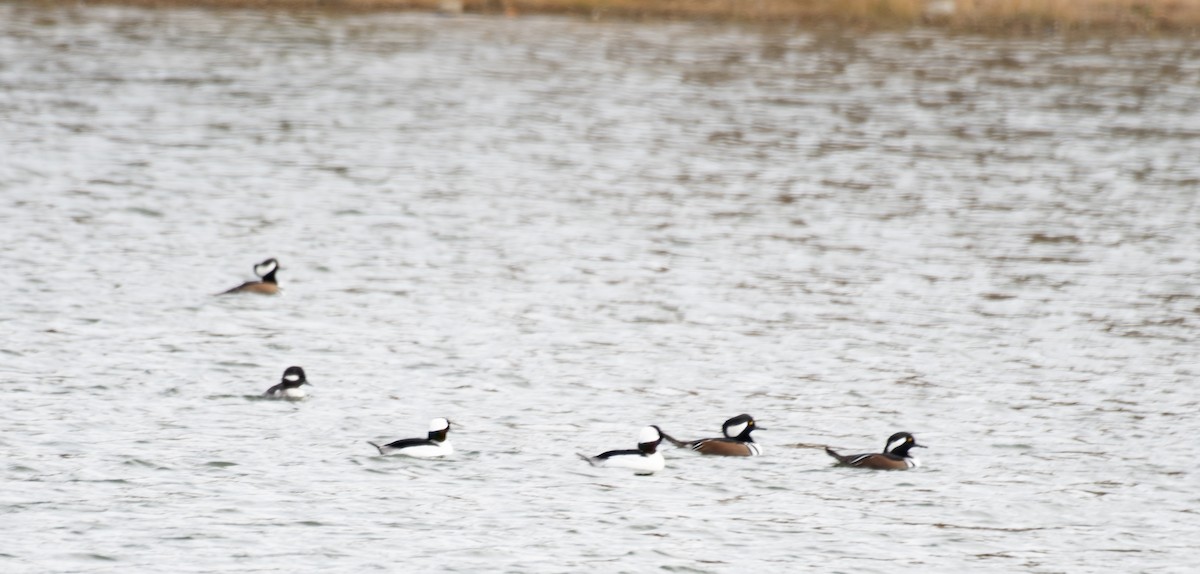 Гоголь-головастик - ML644915673