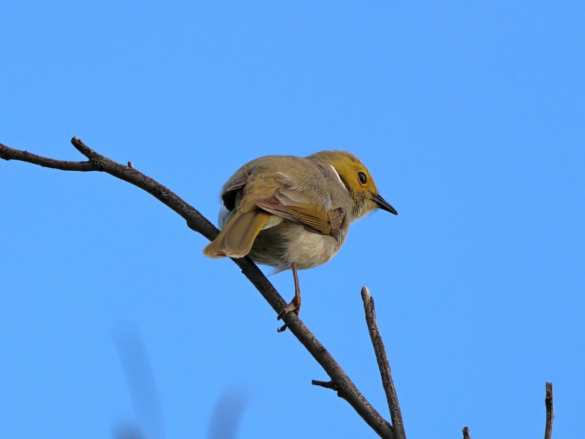 hvitsmykkehonningeter - ML644915696