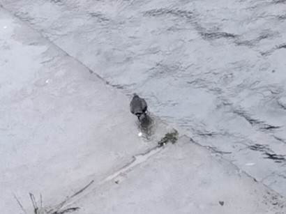 אמודאי הנחלים - ML644915717