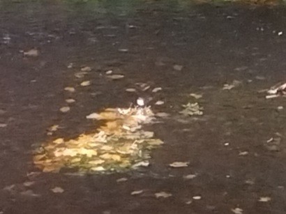 אמודאי הנחלים - ML644915718