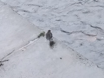 אמודאי הנחלים - ML644915719