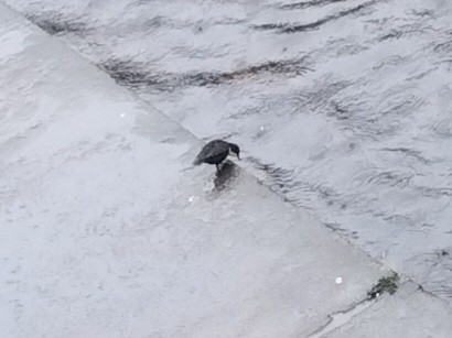 אמודאי הנחלים - ML644915720