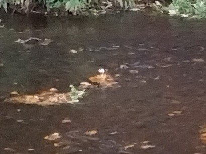 אמודאי הנחלים - ML644915721