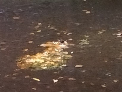 אמודאי הנחלים - ML644915722