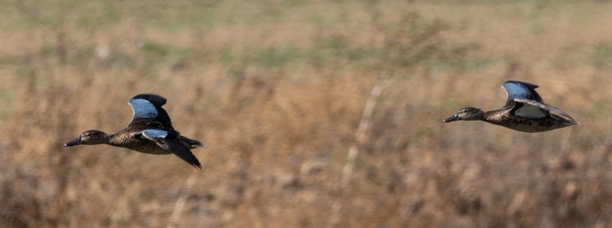 Blue-winged Teal - ML644915725
