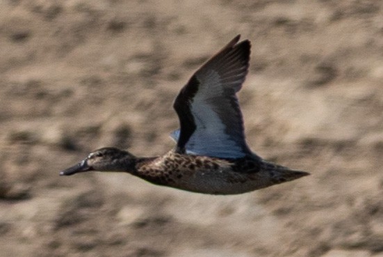 Blue-winged Teal - ML644915726