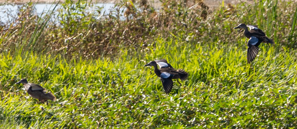 Blue-winged Teal - ML644915727