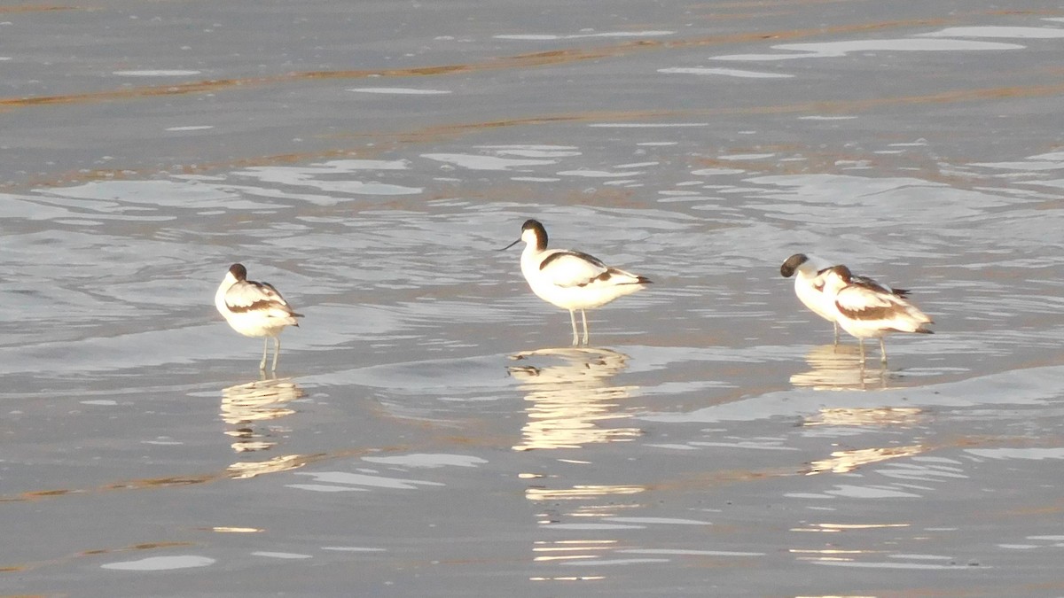 反嘴鴴 - ML644915728