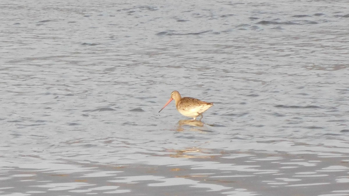 黑尾鷸(limosa) - ML644915733