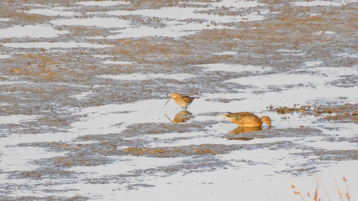 Common Snipe - ML644915734