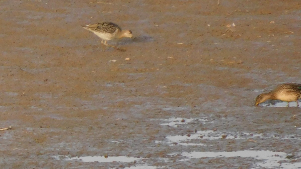 流蘇鷸 - ML644915740