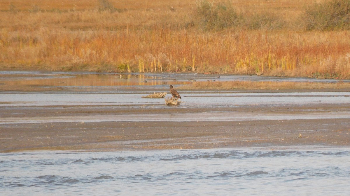 白尾海鵰 - ML644915744