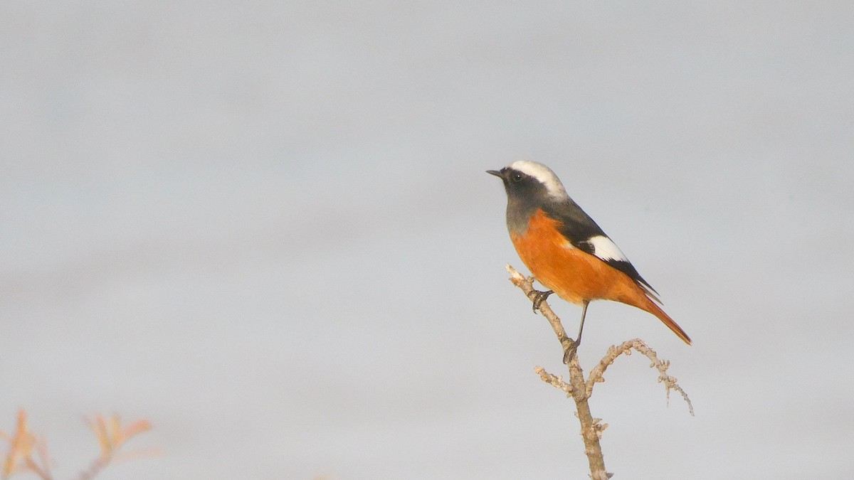White-winged Redstart - ML644915745