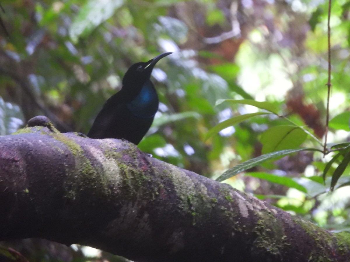 safirparadisfugl - ML644915751