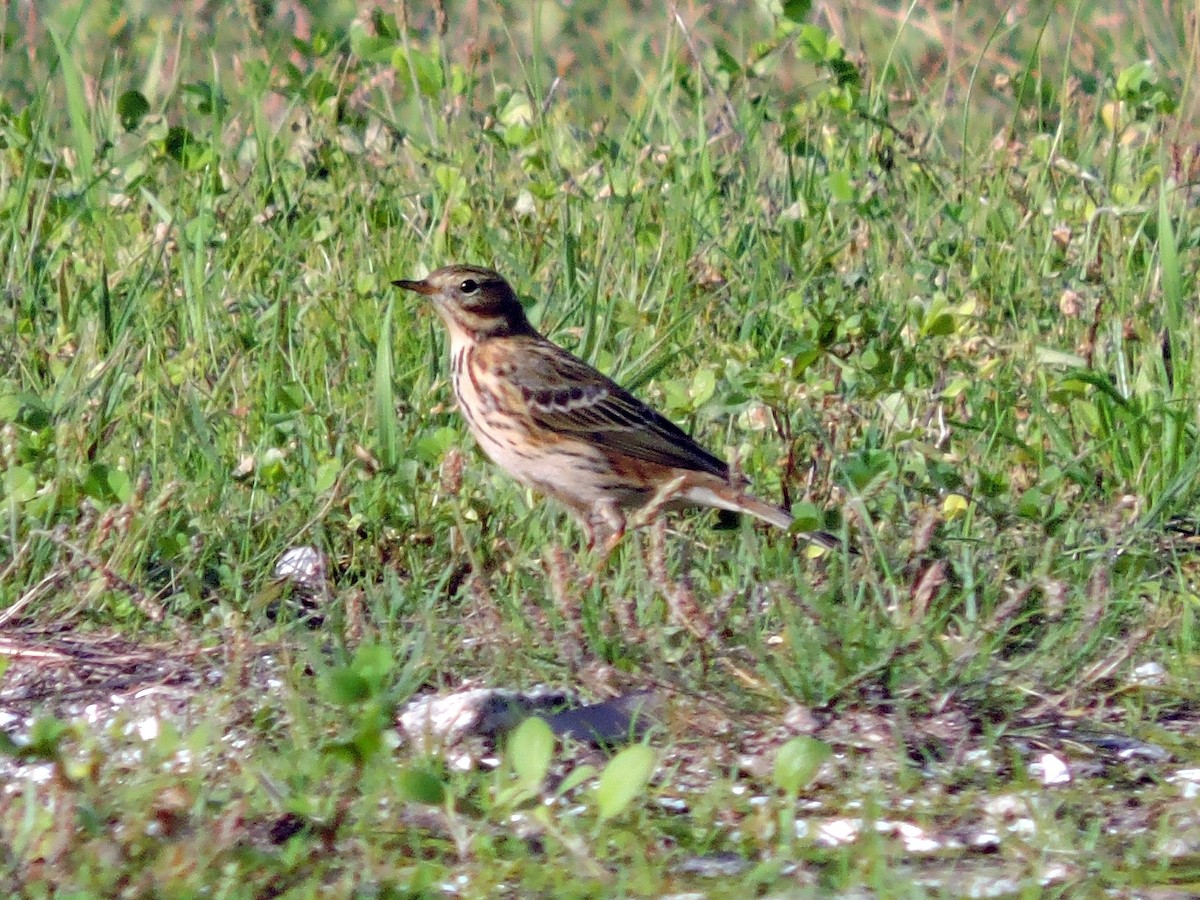 Meadow Pipit - ML644915752
