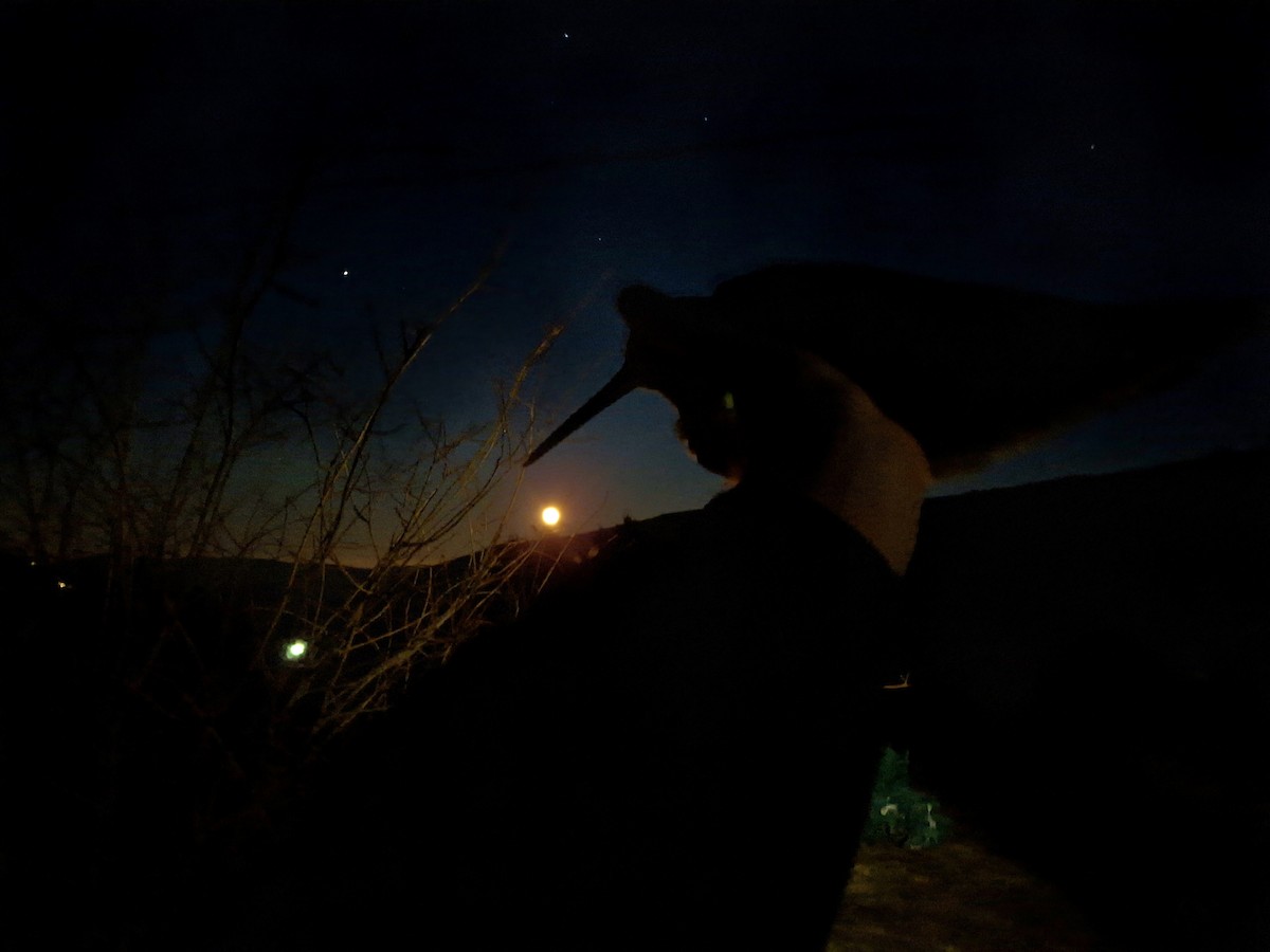 Eurasian Woodcock - ML644915753