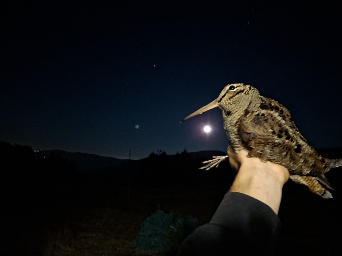 Eurasian Woodcock - ML644915754