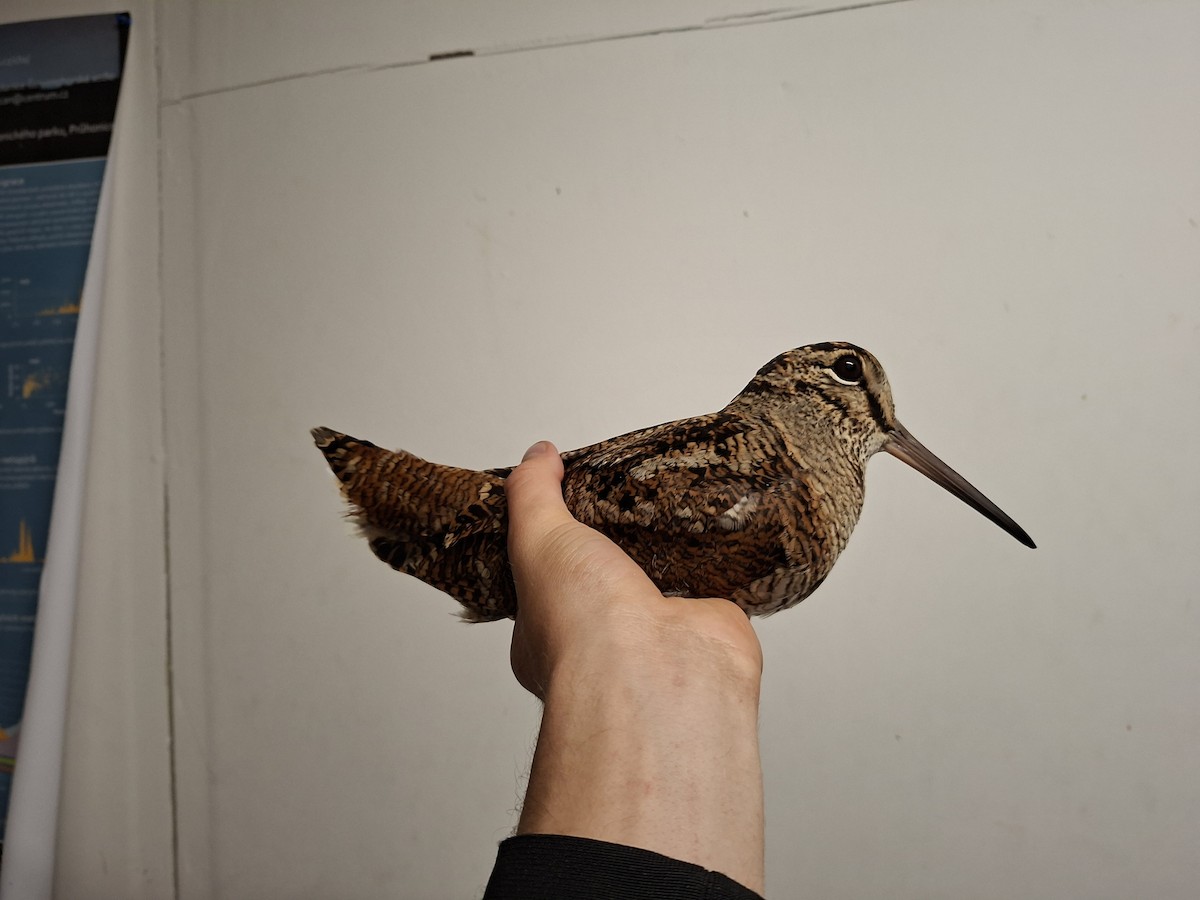 Eurasian Woodcock - ML644915755