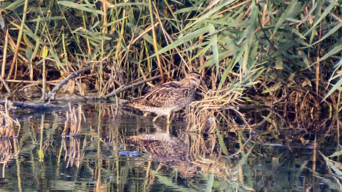 Common Snipe - ML644915775