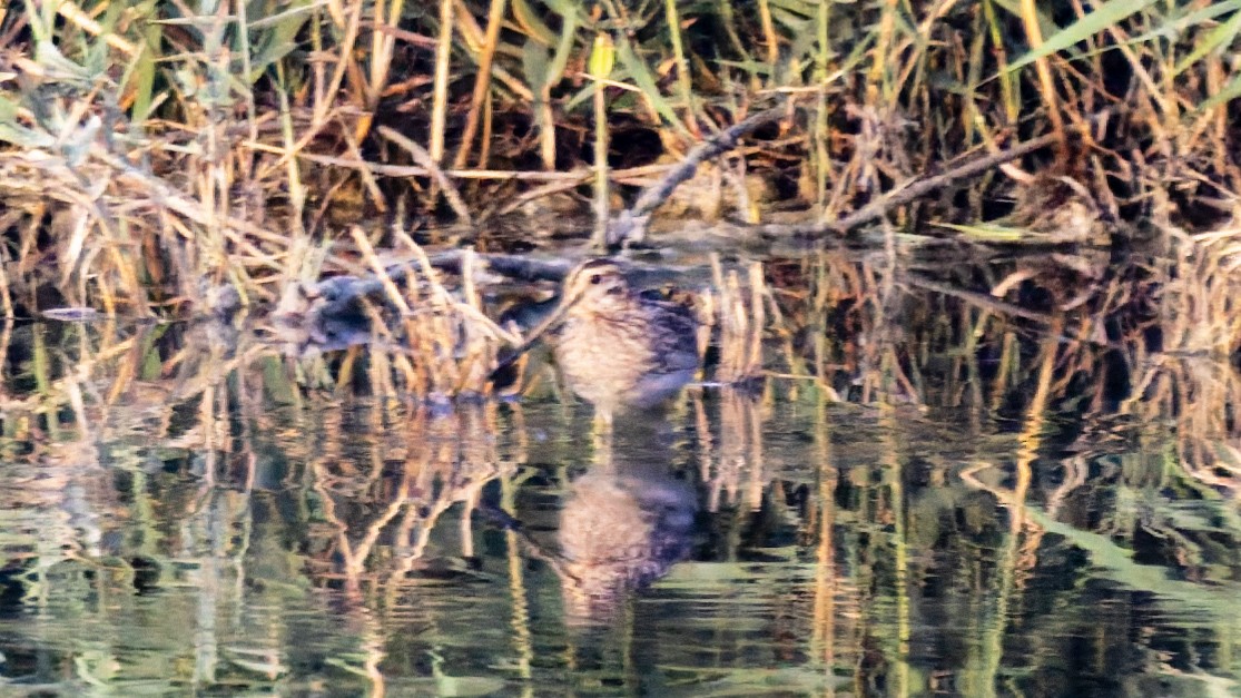 Common Snipe - ML644915776