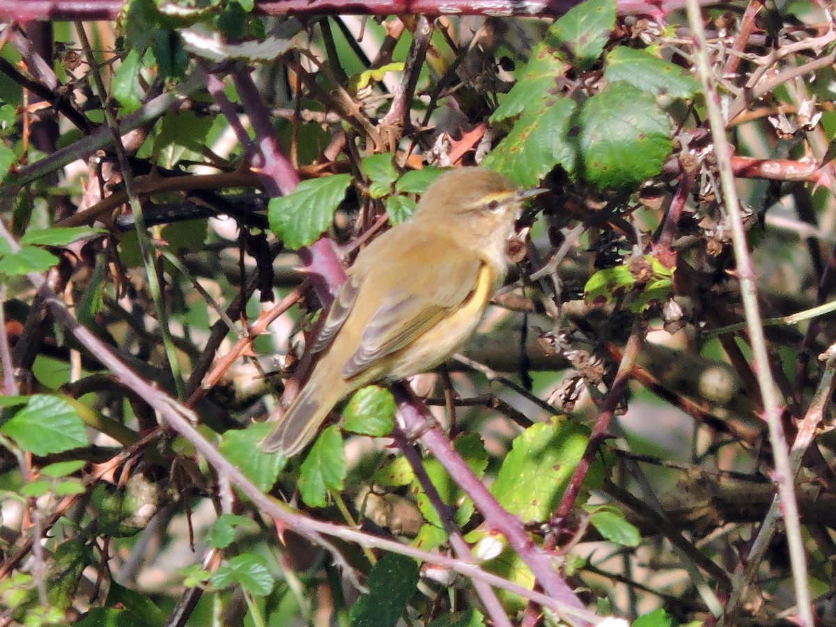 Common Chiffchaff - ML644915779