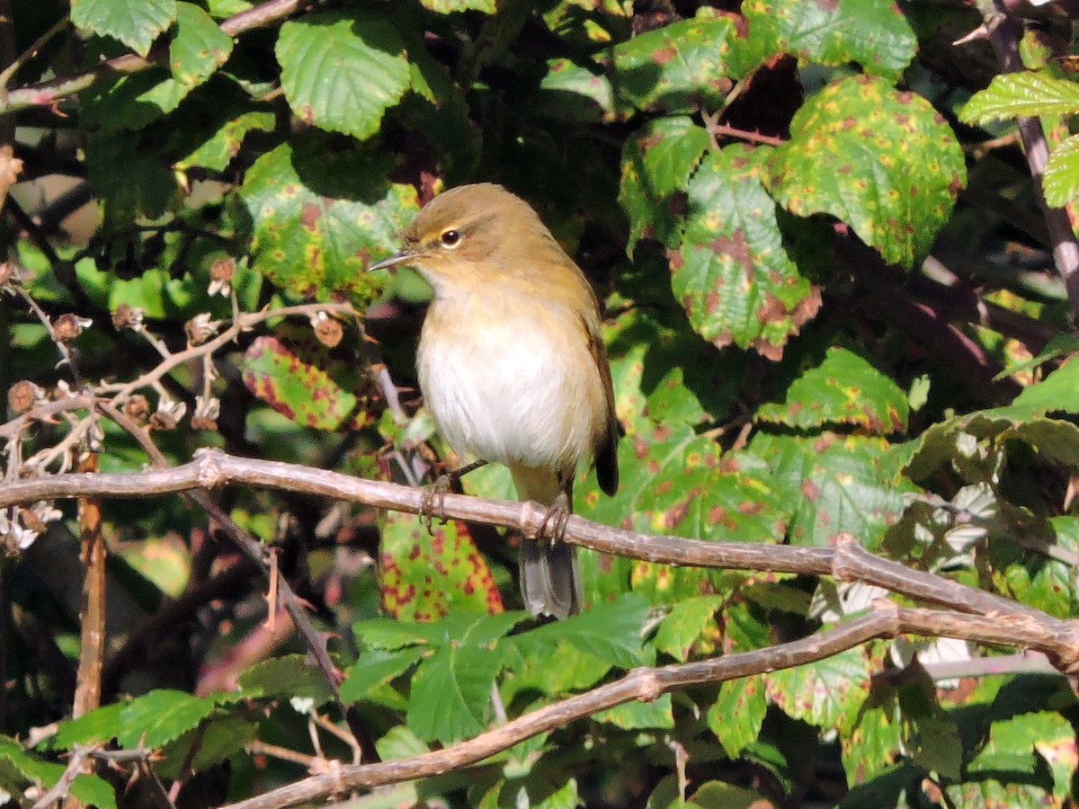 Common Chiffchaff - ML644915780