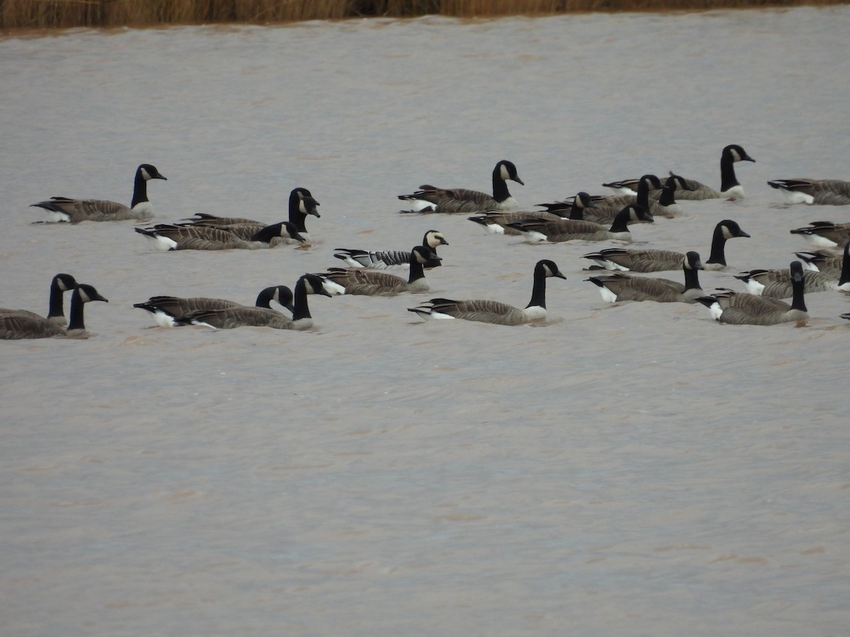 Barnacle Goose - ML644915808