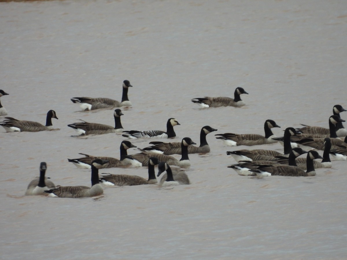 Barnacle Goose - ML644915809