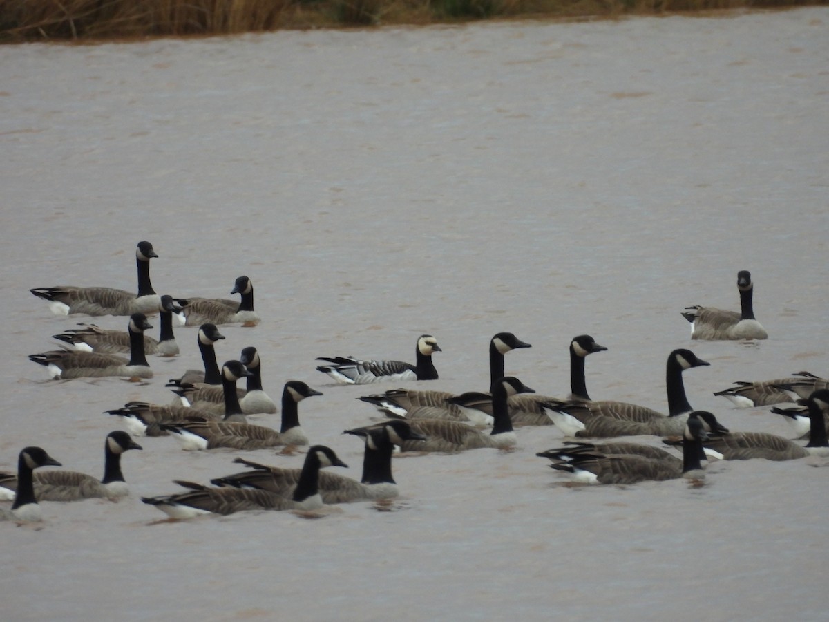 Barnacle Goose - ML644915810